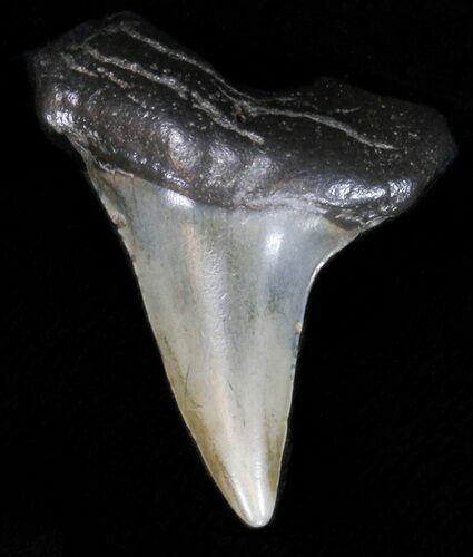 Bargain Fossil Mako Shark Tooth #40026
